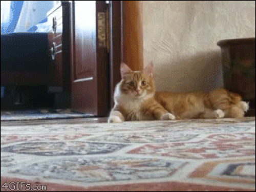 Kedi Hastalıkları: Belirtileri ve Tedavileri!
