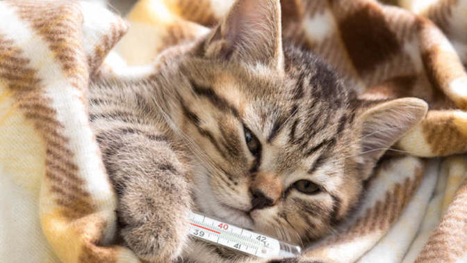 Kedi Hastalıkları: Belirtileri ve Tedavileri!