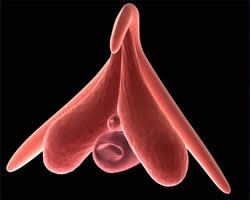 Styuardessa bilan ziyofatda jinsiy aloqa