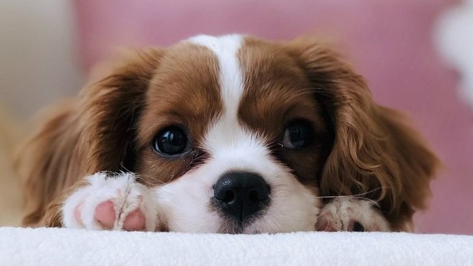 Köpeğiniz İle Oynayabileceğiniz Oyunlar!