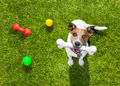 Köpeğiniz İle Oynayabileceğiniz Oyunlar!