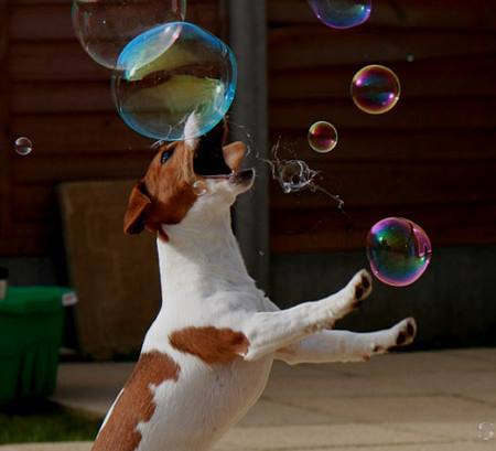Köpeğiniz İle Oynayabileceğiniz Oyunlar!