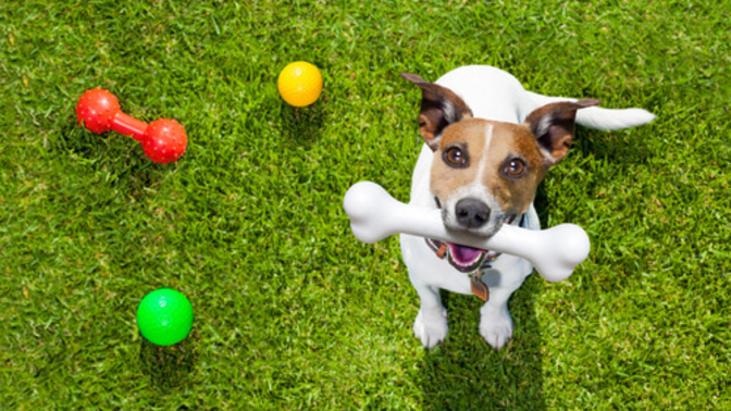 Köpeğiniz İle Oynayabileceğiniz Oyunlar!