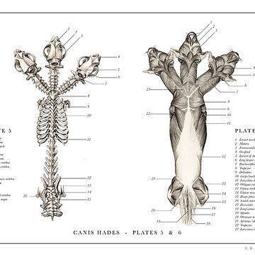 Bir Mitolojik Yaratık: Cerberus/Hadesin Köpeği