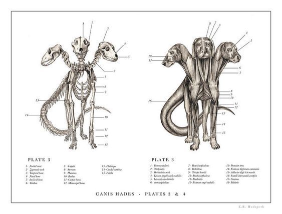 Bir Mitolojik Yaratık: Cerberus/Hadesin Köpeği