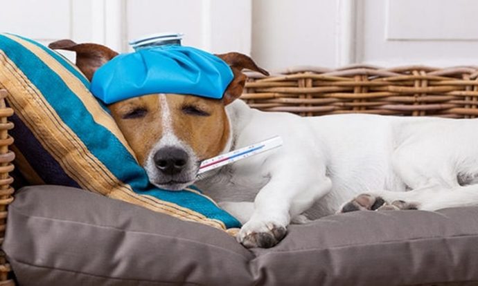 Köpek Hastalıkları: Belirtileri ve Tedavileri!