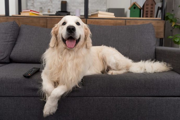 Köpek Hastalıkları: Belirtileri ve Tedavileri!