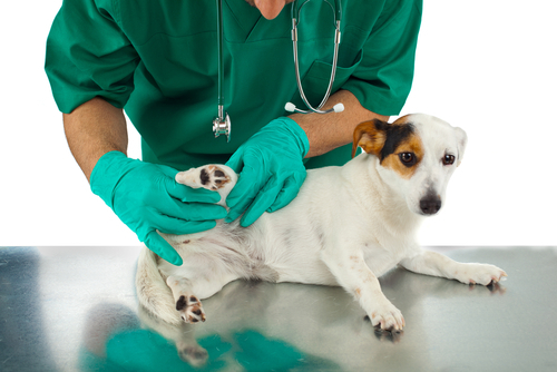 Köpek Hastalıkları: Belirtileri ve Tedavileri!