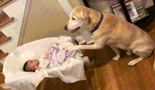 Köpek Hastalıkları: Belirtileri ve Tedavileri!