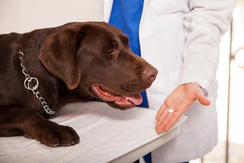 Köpek Hastalıkları: Belirtileri ve Tedavileri!