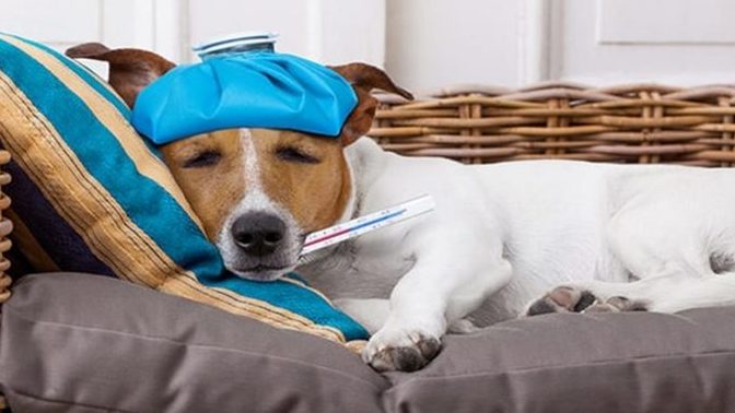 Köpek Hastalıkları: Belirtileri ve Tedavileri!