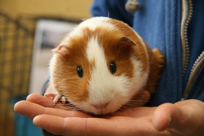 Gine Domuzlarını (Guinea Pig) Tanıyalım!