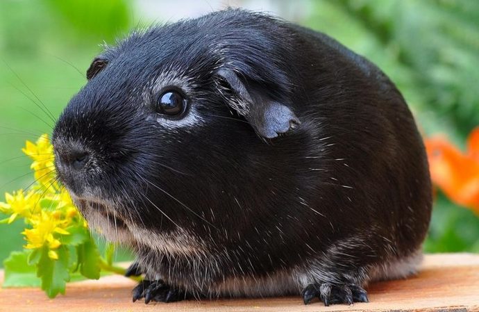 Gine Domuzlarını (Guinea Pig) Tanıyalım!