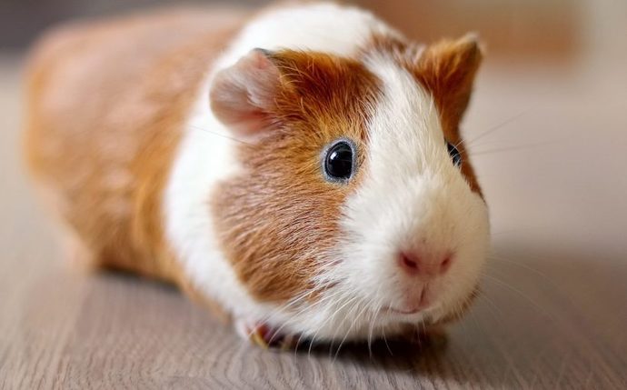 Gine Domuzlarını (Guinea Pig) Tanıyalım!