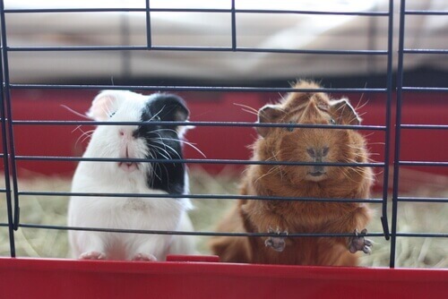 Gine Domuzlarını (Guinea Pig) Tanıyalım!