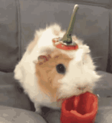 Gine Domuzlarını (Guinea Pig) Tanıyalım!