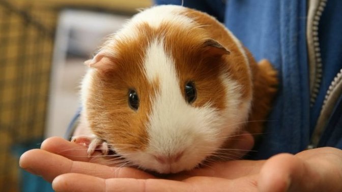 Gine Domuzlarını (Guinea Pig) Tanıyalım!