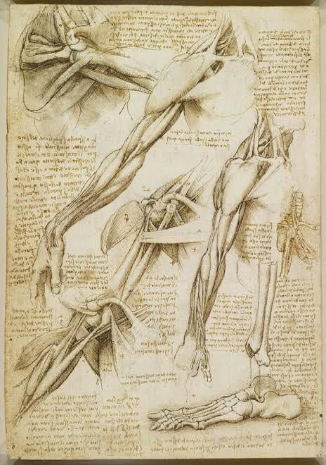 İnsan anatomisi