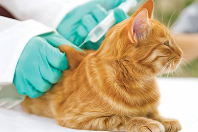 Kedi Sahiplenmek İsteyenlerin İşine Yarayacak Bilgiler!