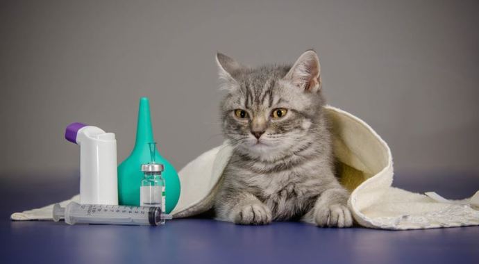 Kedi Sahiplenmek İsteyenlerin İşine Yarayacak Bilgiler!