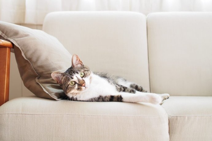Kedi Sahiplenmek İsteyenlerin İşine Yarayacak Bilgiler!