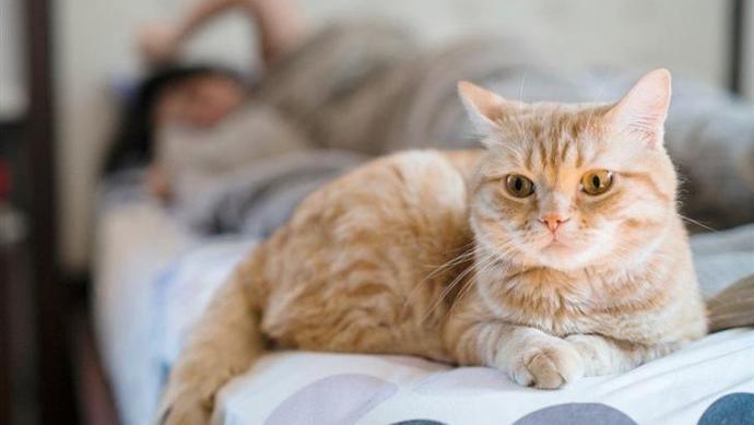 Kedi Sahiplenmek İsteyenlerin İşine Yarayacak Bilgiler!