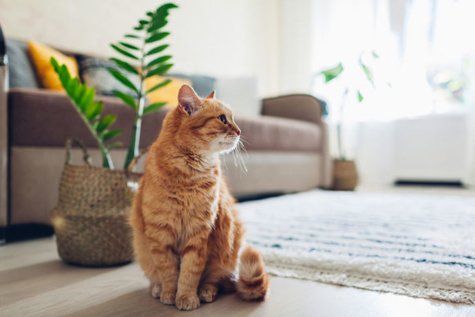 Kedi Sahiplenmek İsteyenlerin İşine Yarayacak Bilgiler!