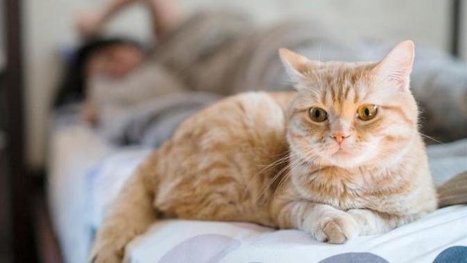 Kedi Sahiplenmek İsteyenlerin İşine Yarayacak Bilgiler!