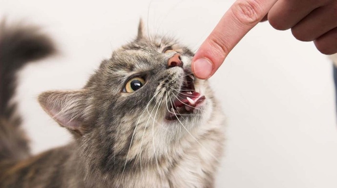 Minnoş Kedilerimizin Bizi Sevdiğini Gösteren En Garip Davranışları! Kedi Severler Buraya! 🐈
