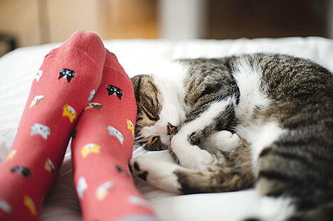 Minnoş Kedilerimizin Bizi Sevdiğini Gösteren En Garip Davranışları! Kedi Severler Buraya! 🐈