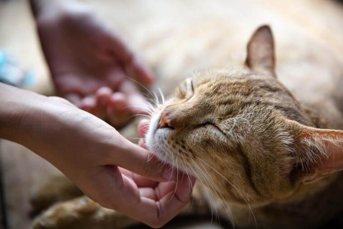 Minnoş Kedilerimizin Bizi Sevdiğini Gösteren En Garip Davranışları! Kedi Severler Buraya! 🐈