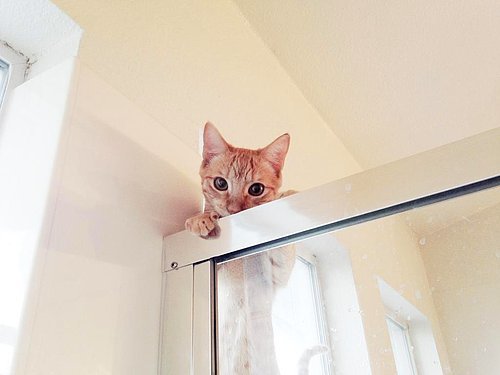 Minnoş Kedilerimizin Bizi Sevdiğini Gösteren En Garip Davranışları! Kedi Severler Buraya! 🐈