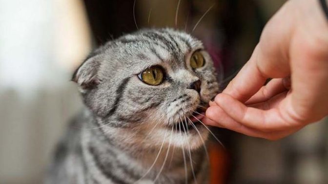 Minnoş Kedilerimizin Bizi Sevdiğini Gösteren En Garip Davranışları! Kedi Severler Buraya! 🐈