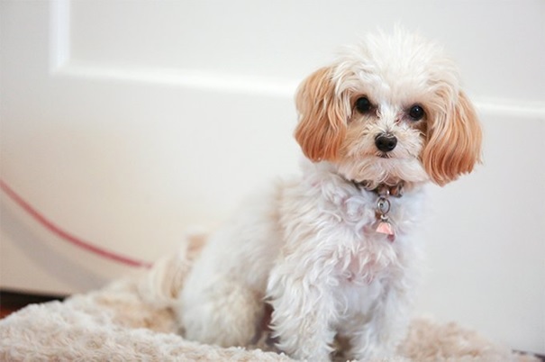 Apartmanda Beslemeye Uygun Olan Köpek Cinsleri!