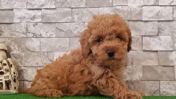 Apartmanda Beslemeye Uygun Olan Köpek Cinsleri!