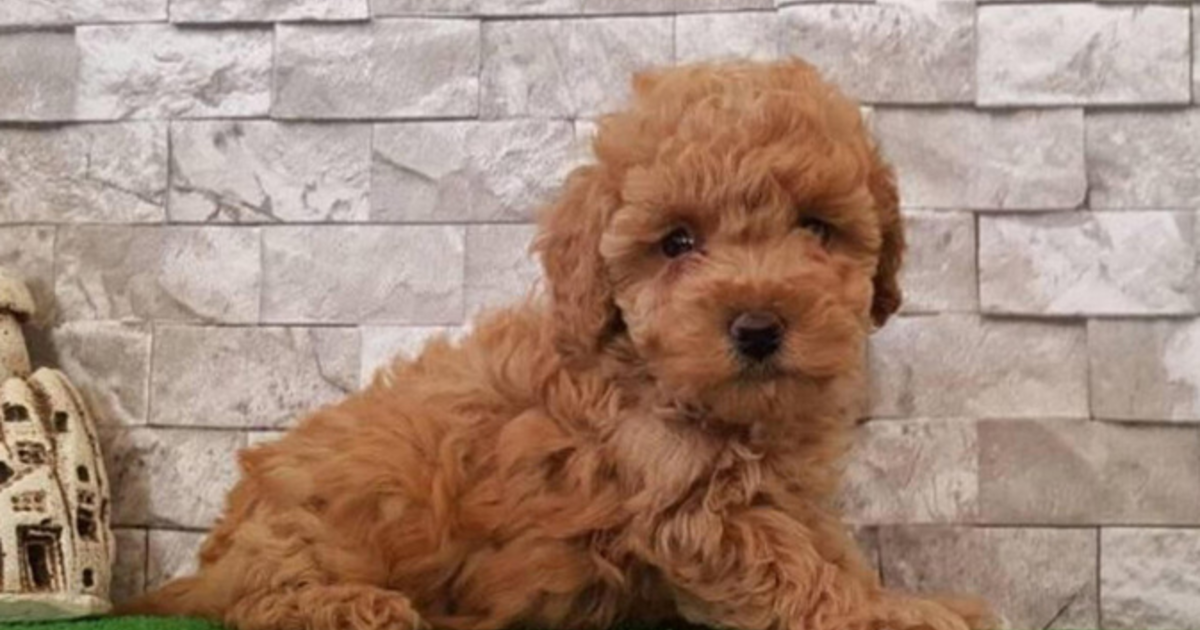 apartmanda beslenebilecek köpek cinsleri