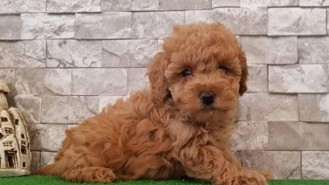 Apartmanda Beslemeye Uygun Olan Köpek Cinsleri!