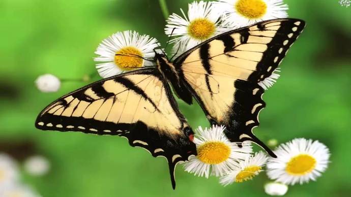 Hangimiz Onlara Hayran Kalmadık ki; Minik Kelebekler Hakkında Bilinmeyenler! 🦋