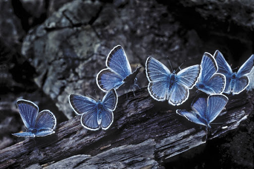 Hangimiz Onlara Hayran Kalmadık ki; Minik Kelebekler Hakkında Bilinmeyenler! 🦋