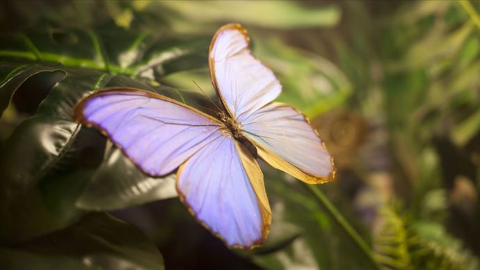 Hangimiz Onlara Hayran Kalmadık ki; Minik Kelebekler Hakkında Bilinmeyenler! 🦋