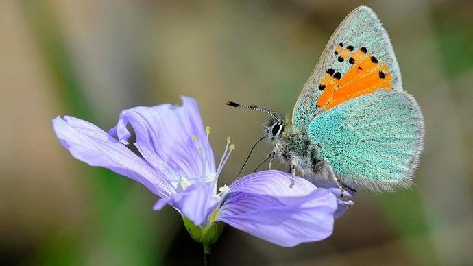 Hangimiz Onlara Hayran Kalmadık ki; Minik Kelebekler Hakkında Bilinmeyenler! 🦋