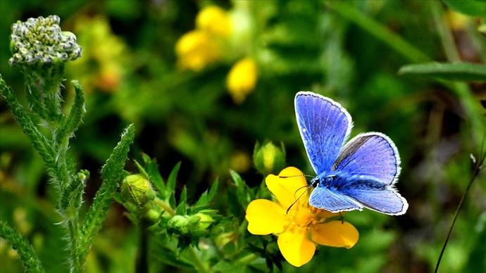 Hangimiz Onlara Hayran Kalmadık ki; Minik Kelebekler Hakkında Bilinmeyenler! 🦋