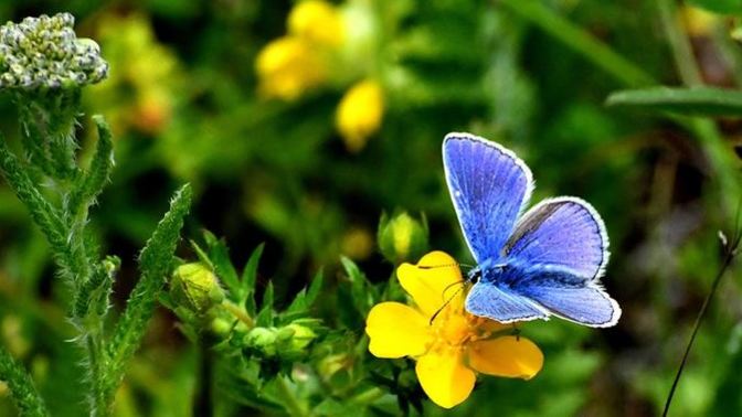 Hangimiz Onlara Hayran Kalmadık ki; Minik Kelebekler Hakkında Bilinmeyenler! 🦋