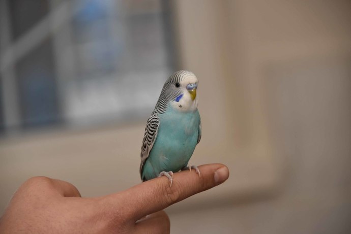 Muhabbet Kuşu Sahiplenmek İsteyenlerin Bilmesi Gerekenler!