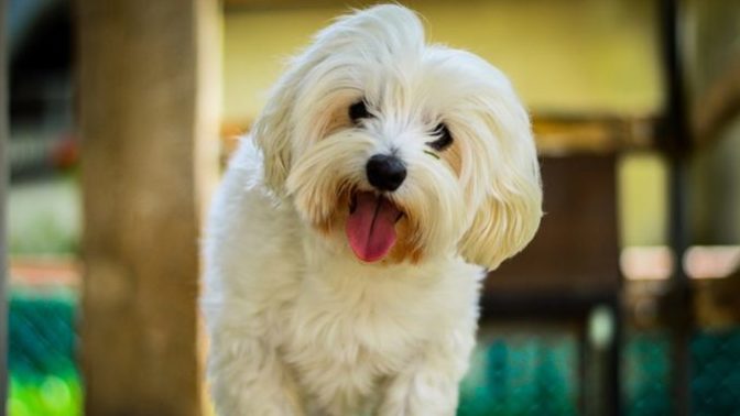 Köpek Sahiplenmek İsteyenlerin Bilmesi Gerekenler!