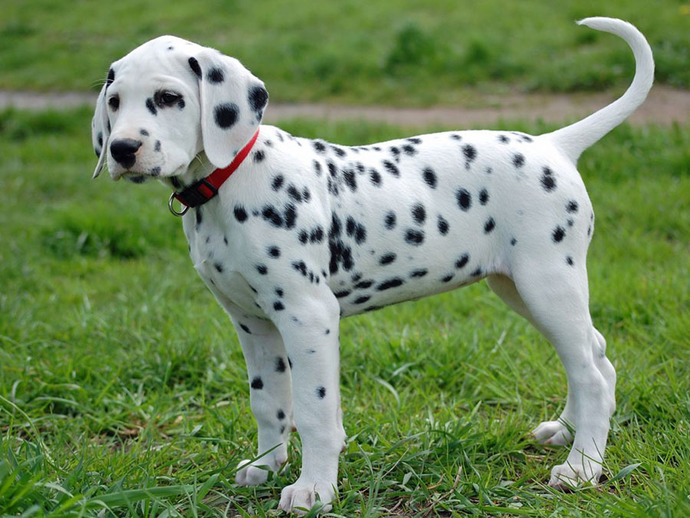 Köpekler Hakkında İlginç Bilgiler!