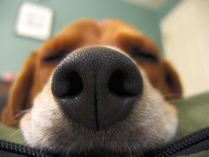 Köpekler Hakkında İlginç Bilgiler!