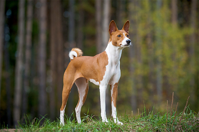 Köpekler Hakkında İlginç Bilgiler!
