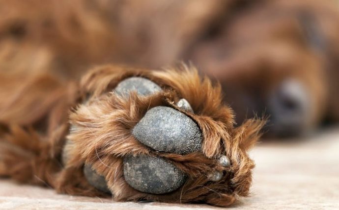 Köpekler Hakkında İlginç Bilgiler!