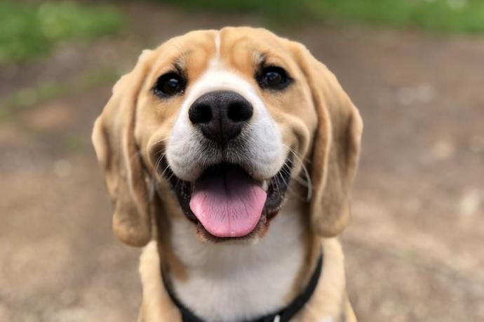 Köpekler Hakkında İlginç Bilgiler!